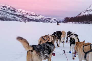 Husky time with very active movements in snow and polar ice environment