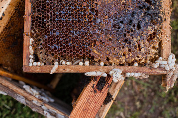 Wax moth larvae on an infected bee nest. cover of the hive is infected with a wax moth. The family...