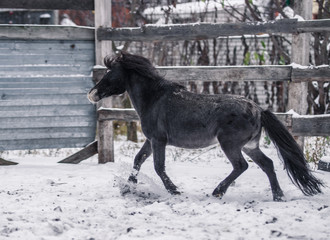 Fototapeta na wymiar Gray Shetland pony walks in snow covered pen in winter