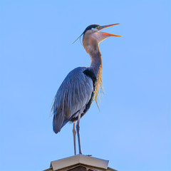blue heron singing from dock rooftop