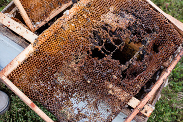 Wax moth larvae on an infected bee nest. cover of the hive is infected with a wax moth. The family...