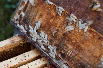 Wax moth larvae on an infected bee nest. cover of the hive is infected with a wax moth. The family...