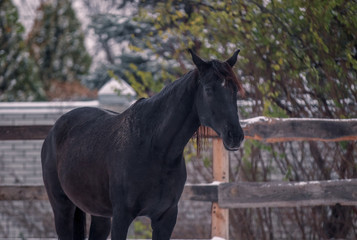 Black horse walks in snow covered pen in winter