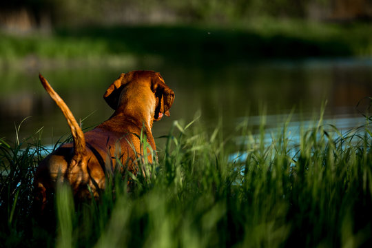Hungarian pointing dog, vizsla swim in river on grass. river on background