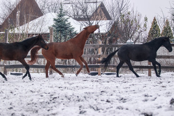 A small herd of horses walks in the snow-covered pen in winter