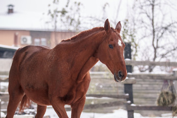 Fototapeta premium Red horse walks in snow covered pen in winter