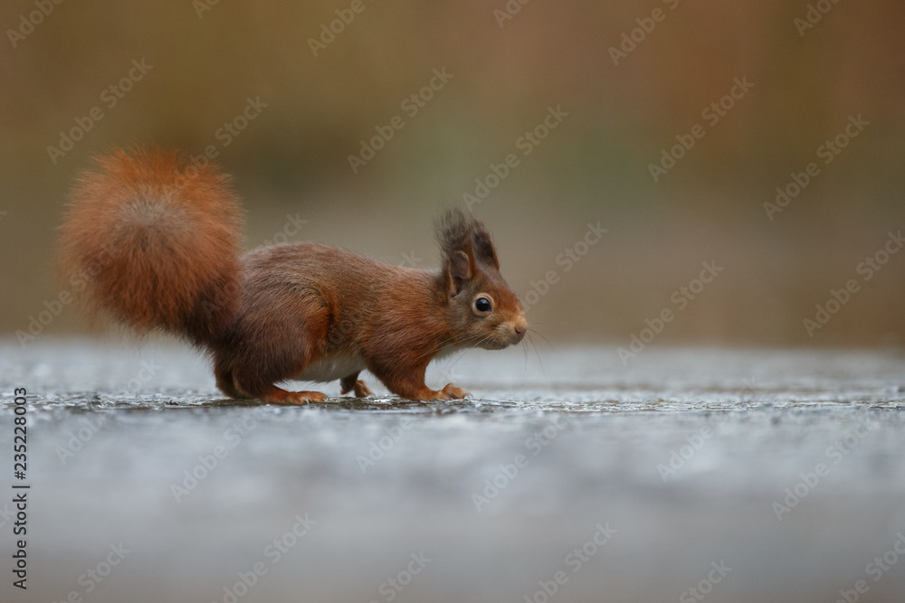 Canvas Prints red squirrel in the forest on a winter day