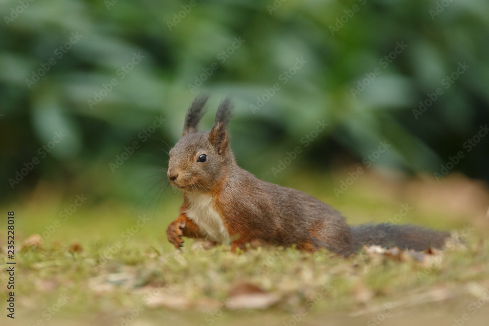 Canvas Prints red squirrel in the forest on a winter day