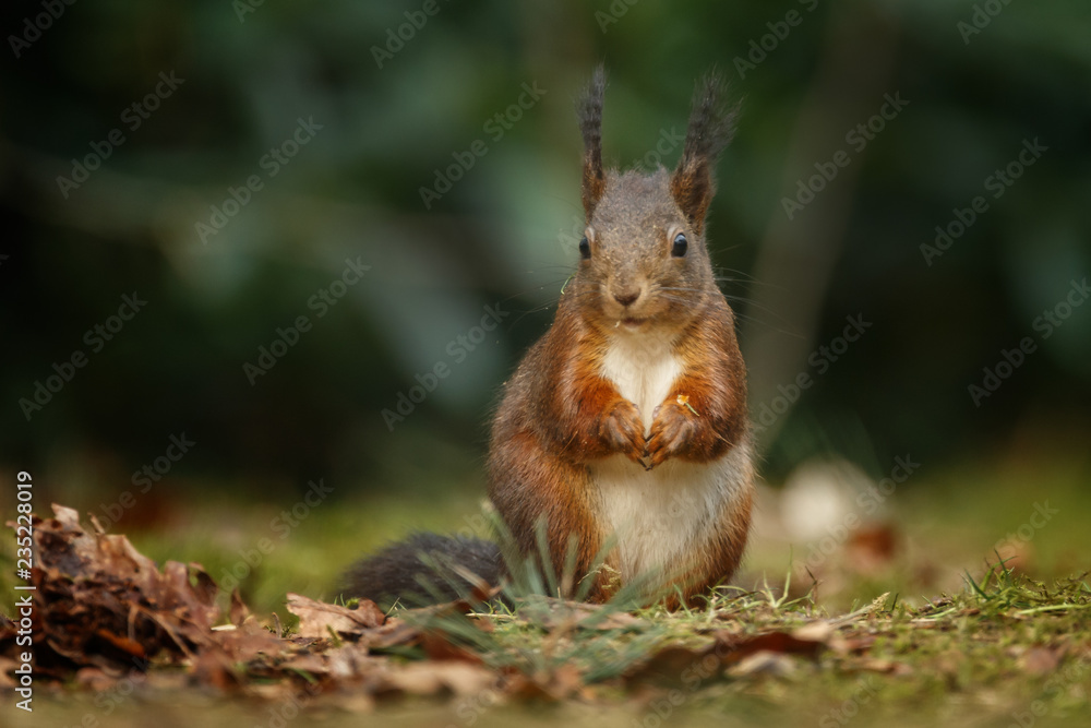 Canvas Prints red squirrel in the forest on a winter day