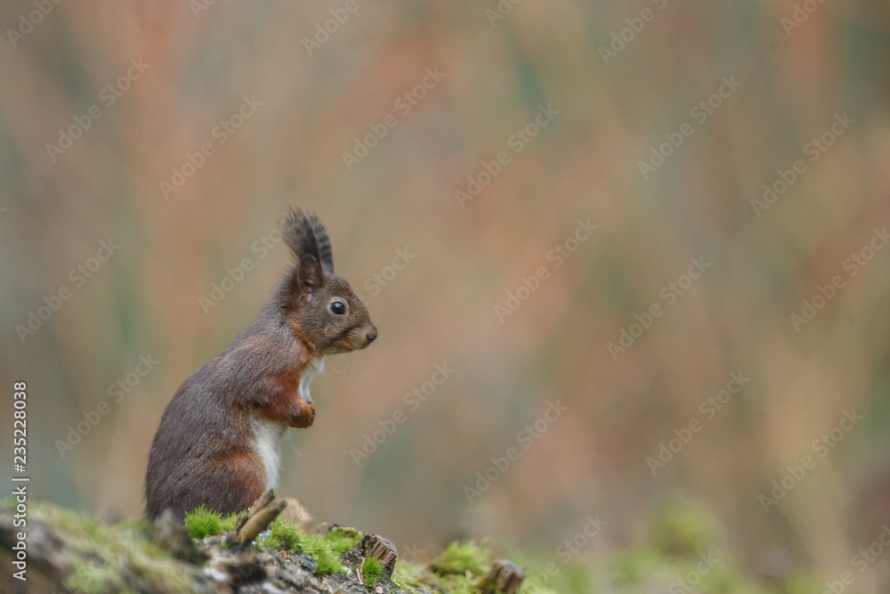 Canvas Prints red squirrel in the forest on a winter day