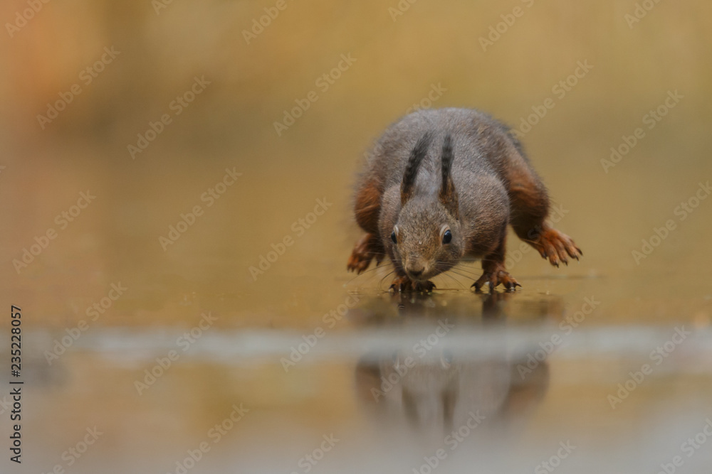 Canvas Prints red squirrel in the forest on a winter day