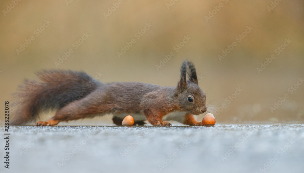 Canvas Prints red squirrel in the forest on a winter day