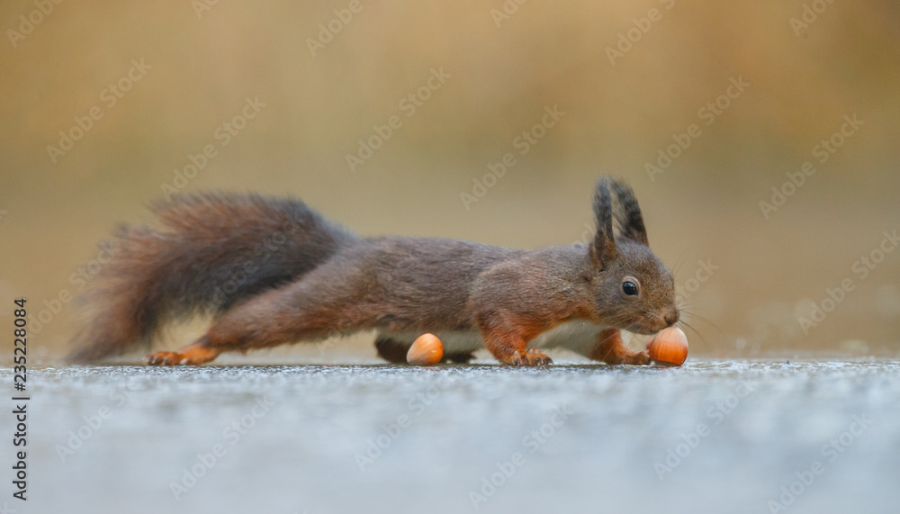 Canvas Prints red squirrel in the forest on a winter day