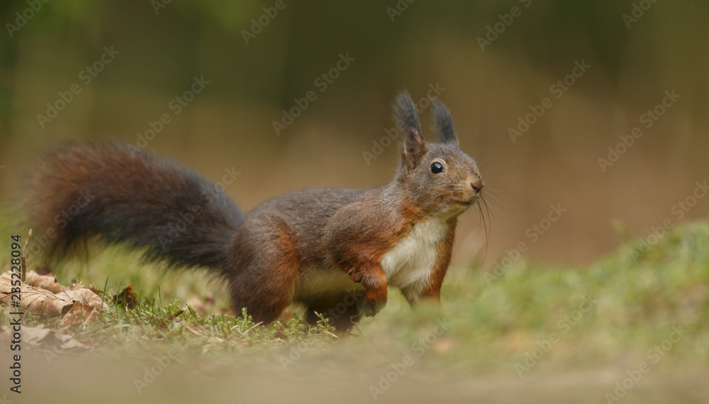 Canvas Prints red squirrel in the forest on a winter day