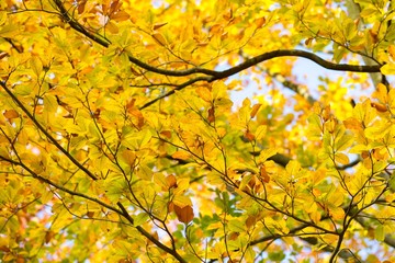 Beautiful golden beech leaves background