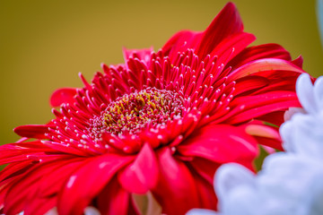 Beautiful red gerbera (close up)