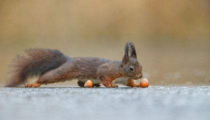 Red Squirrel in the forest on a winter day