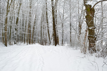 Winter trees covered with snow in the forest .