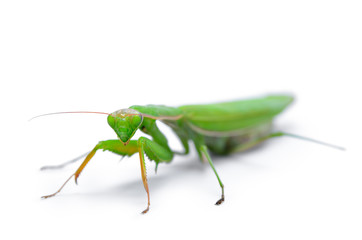 Ordinary, european mantis religiosa, isolated on white background.