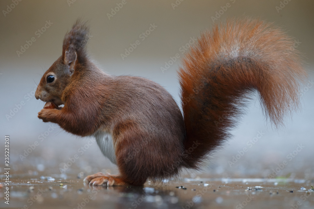 Canvas Prints red squirrel in the forest on a winter day