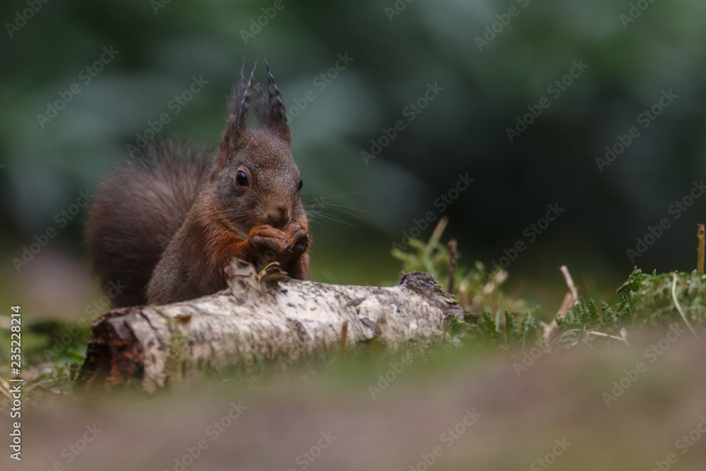 Canvas Prints red squirrel in the forest on a winter day