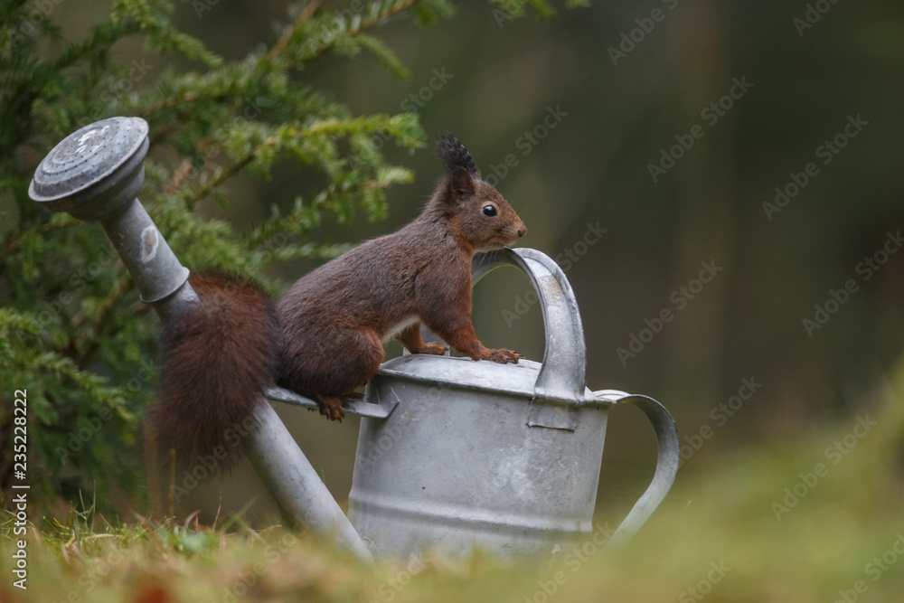 Canvas Prints red squirrel in the forest on a winter day