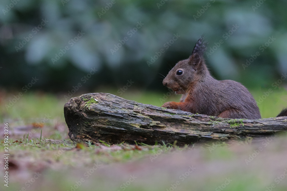 Canvas Prints red squirrel in the forest on a winter day