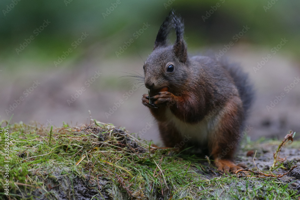 Canvas Prints red squirrel in the forest on a winter day