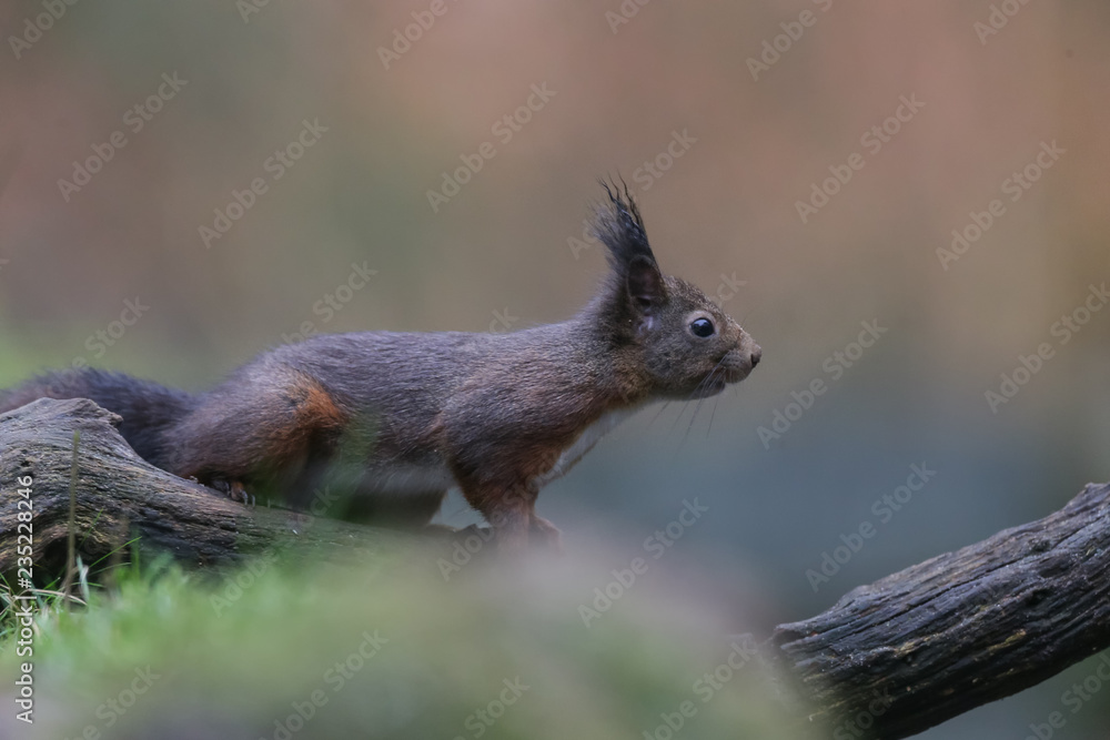 Canvas Prints red squirrel in the forest on a winter day