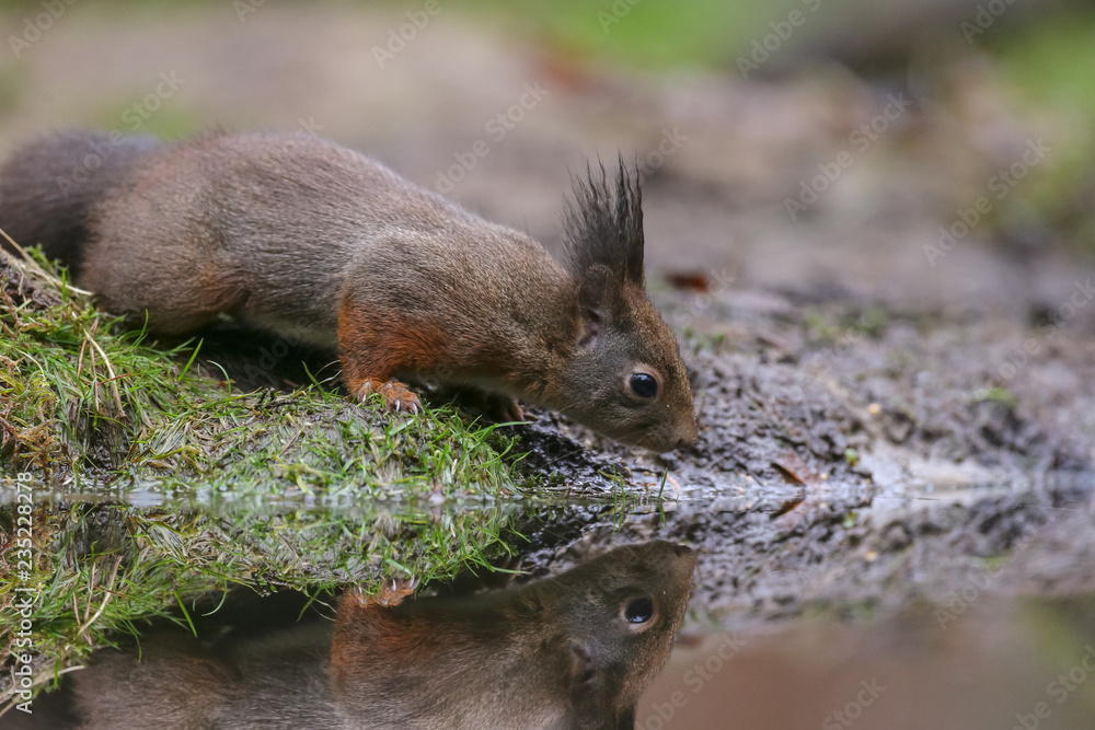 Canvas Prints red squirrel in the forest on a winter day