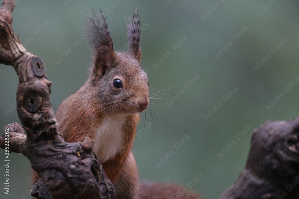 Canvas Prints red squirrel in the forest on a winter day