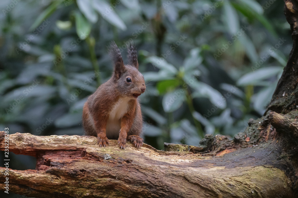 Canvas Prints red squirrel in the forest on a winter day