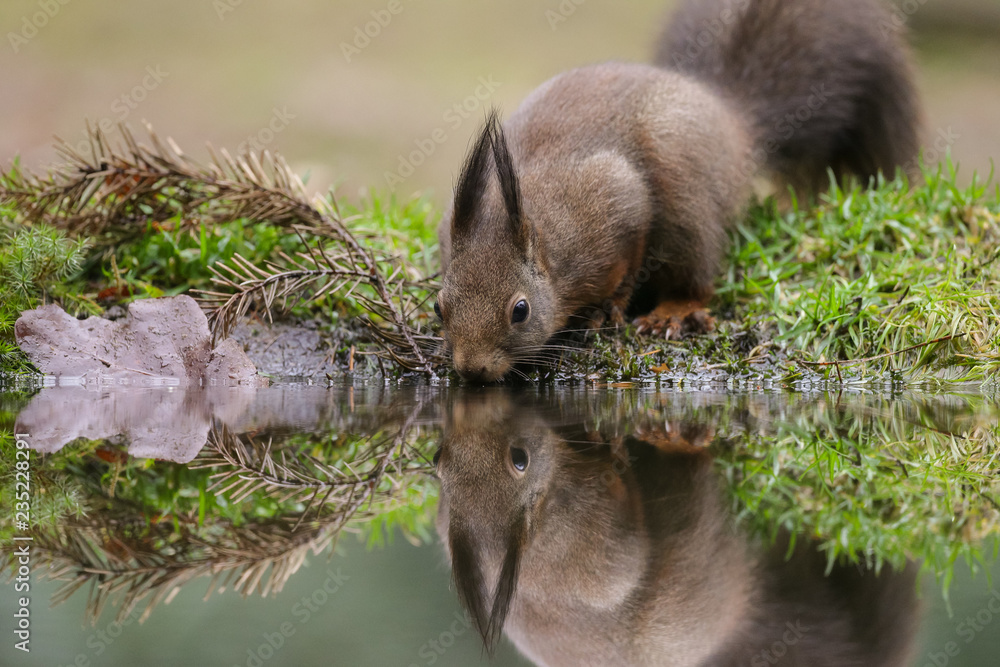 Canvas Prints red squirrel in the forest on a winter day
