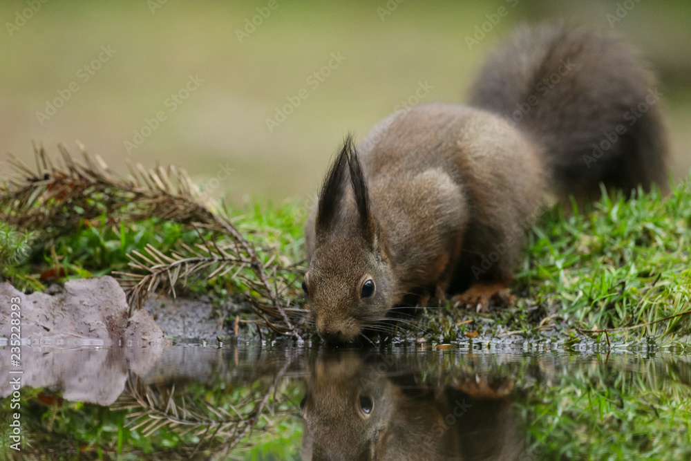 Canvas Prints red squirrel in the forest on a winter day