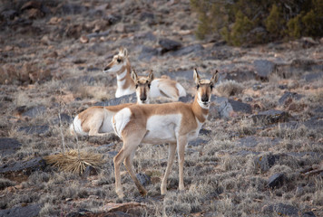 Pronghorn Antelope in Western Colorado