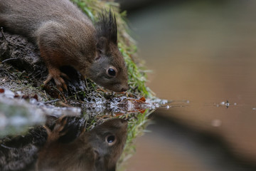 Red Squirrel in the forest on a winter day