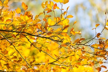 Beautiful golden beech leaves background