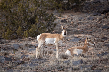 Pronghorn Antelope in Western Colorado