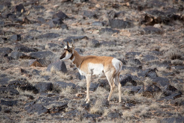 Pronghorn Antelope in Western Colorado
