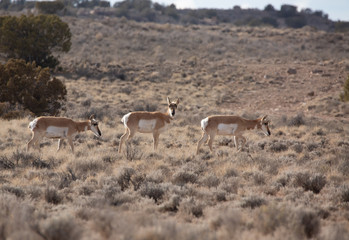 Pronghorn Antelope in Western Colorado