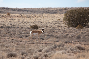 Naklejka na ściany i meble Pronghorn Antelope in Western Colorado