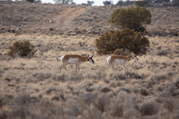 Pronghorn Antelope in Western Colorado