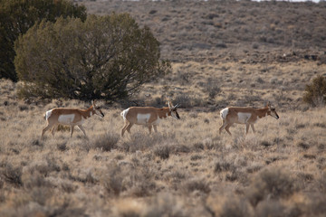 Pronghorn Antelope in Western Colorado