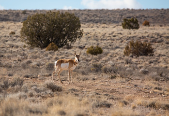 Pronghorn Antelope in Western Colorado