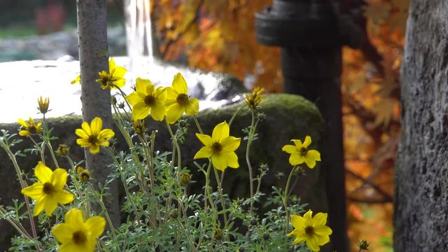 Husarenknopf (Sanvitalia procumbens) , Husarenkn&ouml;pfchen - Hybride