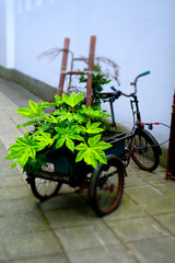 Fototapeta na wymiar Vintage old bicycle with flowers and plants