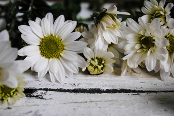 Flowers on a white wooden background