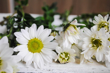Flowers on a white wooden background