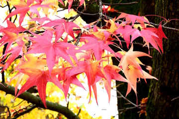 Amberbaum, Herbstlaub, Blattfärbung