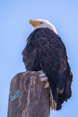 Bald Eagle 
